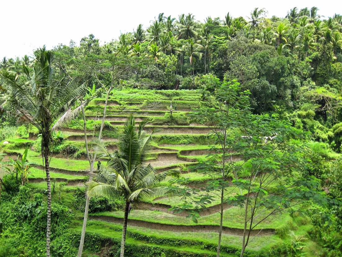 ubud rice terraces