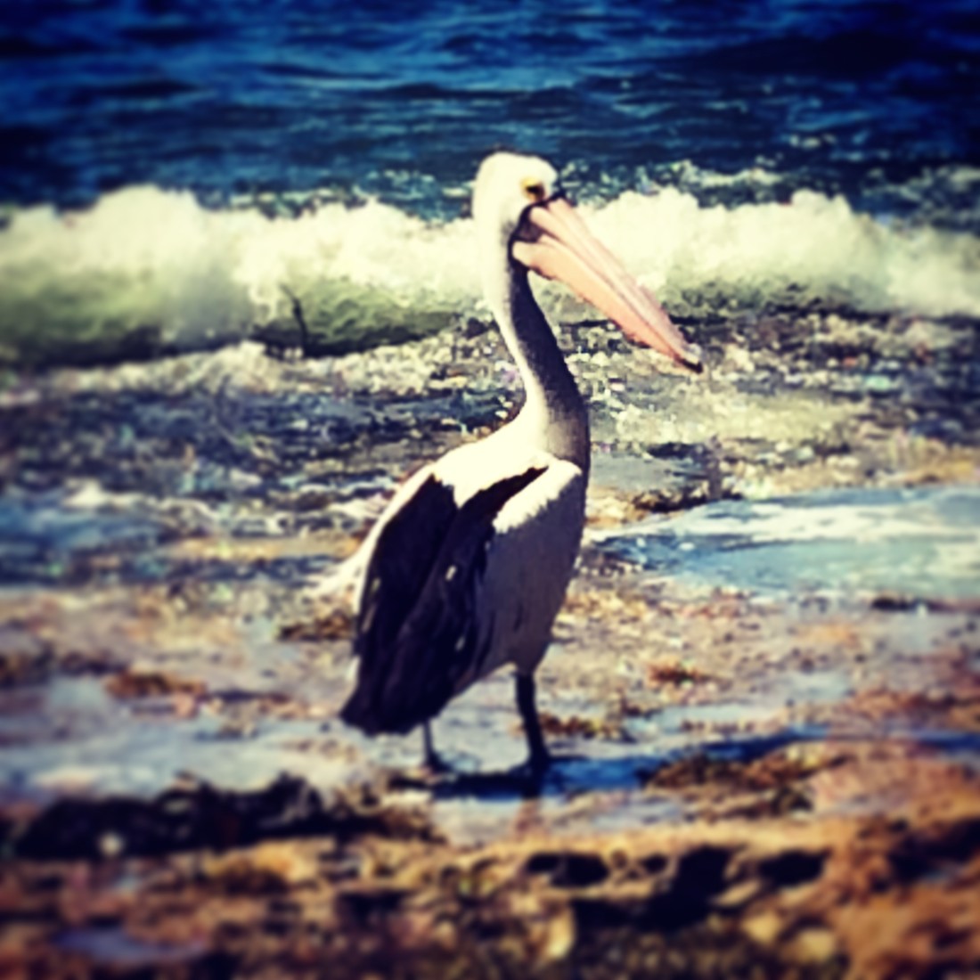 pelican-southcoast-jervis-bay